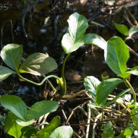 Bogbean